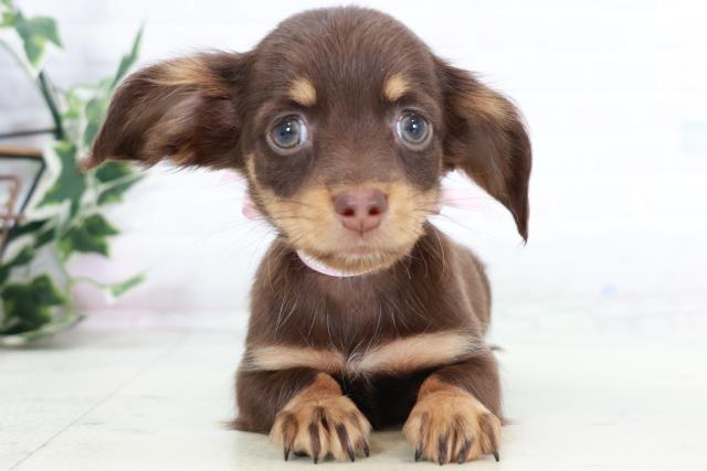 熊本県のチワックス(チワワ×ダックス) (Coo&RIKU宇土シティモール店/2025年9月2日生まれ/女の子/チョコレートタン)の子犬
