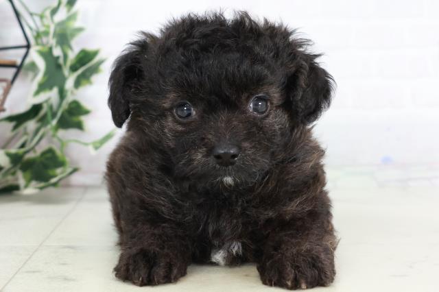 福岡県のチワプー/プーチー(チワワ×プードル) (Coo&RIKU小倉店/2025年9月2日生まれ/男の子/ブリンドル)の子犬の1枚目の画像