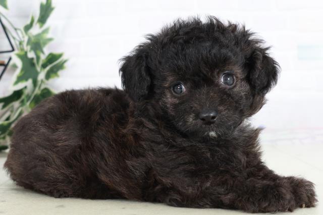 福岡県のチワプー/プーチー(チワワ×プードル) (Coo&RIKU小倉店/2025年9月2日生まれ/男の子/ブリンドル)の子犬の2枚目の画像