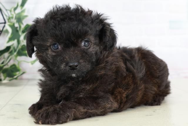 福岡県のチワプー/プーチー(チワワ×プードル) (Coo&RIKU小倉店/2025年9月2日生まれ/男の子/ブリンドル)の子犬の3枚目の画像