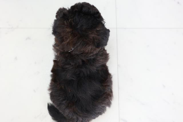 福岡県のチワプー/プーチー(チワワ×プードル) (Coo&RIKU小倉店/2025年9月2日生まれ/男の子/ブリンドル)の子犬の4枚目の画像