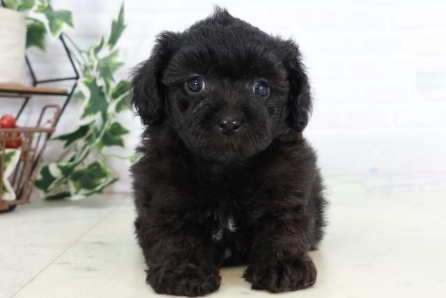 福岡県のチワプー/プーチー(チワワ×プードル) (Coo&RIKU黒崎店/2025年9月2日生まれ/男の子/ブラック)の子犬の1枚目の画像