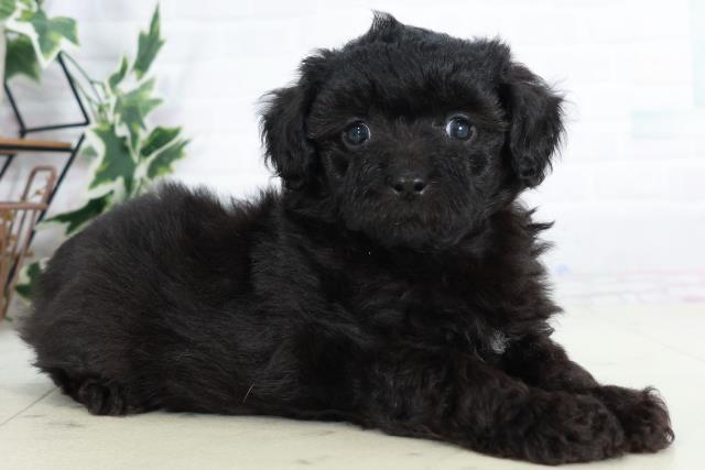 福岡県のチワプー/プーチー(チワワ×プードル) (Coo&RIKU黒崎店/2025年9月2日生まれ/男の子/ブラック)の子犬の2枚目の画像