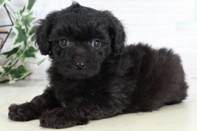 福岡県のチワプー/プーチー(チワワ×プードル) (Coo&RIKU黒崎店/2025年9月2日生まれ/男の子/ブラック)の子犬の3枚目の画像