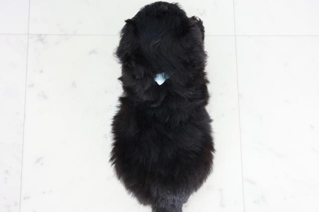 福岡県のチワプー/プーチー(チワワ×プードル) (Coo&RIKU黒崎店/2025年9月2日生まれ/男の子/ブラック)の子犬の4枚目の画像