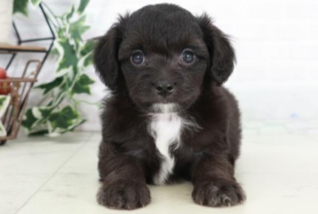 福岡県のチワプー/プーチー(チワワ×プードル) (Coo&RIKU筑後店/2025年9月2日生まれ/男の子/ブラック)の子犬の1枚目の画像