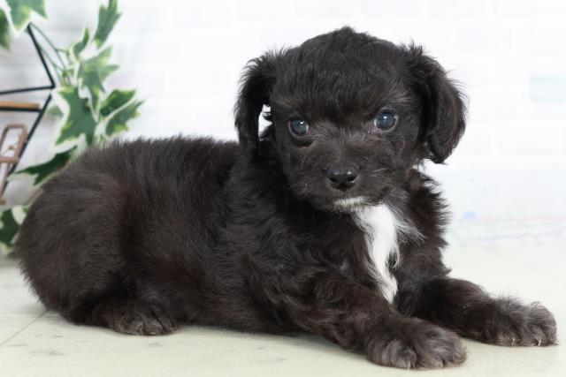 福岡県のチワプー/プーチー(チワワ×プードル) (Coo&RIKU筑後店/2025年9月2日生まれ/男の子/ブラック)の子犬の2枚目の画像