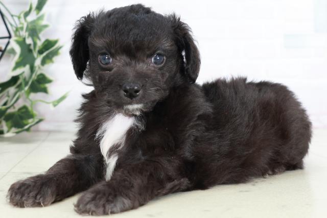 福岡県のチワプー/プーチー(チワワ×プードル) (Coo&RIKU筑後店/2025年9月2日生まれ/男の子/ブラック)の子犬の3枚目の画像