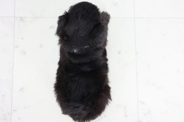 福岡県のチワプー/プーチー(チワワ×プードル) (Coo&RIKU筑後店/2025年9月2日生まれ/男の子/ブラック)の子犬の4枚目の画像
