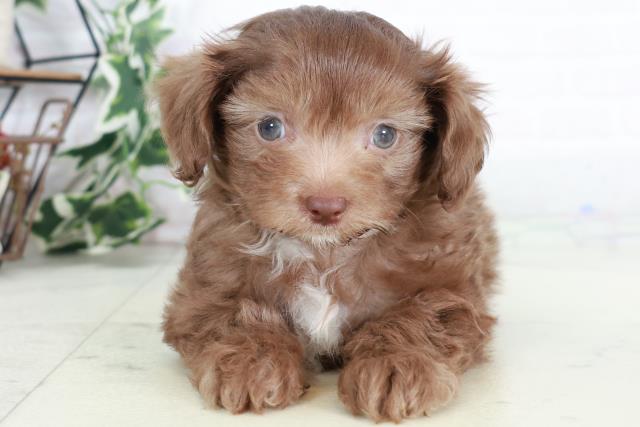 福岡県のチワプー/プーチー(チワワ×プードル) (Coo&RIKUゆめタウン飯塚店/2025年9月2日生まれ/男の子/チョコレートホワイト)の子犬の1枚目の画像