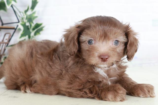 福岡県のチワプー/プーチー(チワワ×プードル) (Coo&RIKUゆめタウン飯塚店/2025年9月2日生まれ/男の子/チョコレートホワイト)の子犬の2枚目の画像