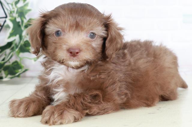 福岡県のチワプー/プーチー(チワワ×プードル) (Coo&RIKUゆめタウン飯塚店/2025年9月2日生まれ/男の子/チョコレートホワイト)の子犬の3枚目の画像