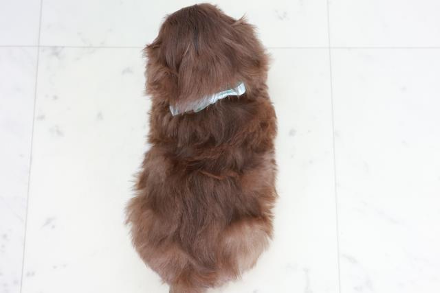 福岡県のチワプー/プーチー(チワワ×プードル) (Coo&RIKUゆめタウン飯塚店/2025年9月2日生まれ/男の子/チョコレートホワイト)の子犬の4枚目の画像