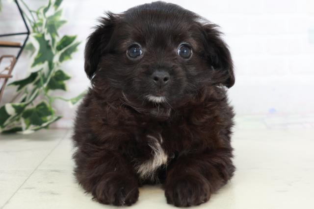 福岡県のチワプー/プーチー(チワワ×プードル) (Coo&RIKU福岡東店/2025年9月1日生まれ/男の子/ブラックホワイト)の子犬の1枚目の画像