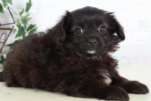 福岡県のチワプー/プーチー(チワワ×プードル) (Coo&RIKU福岡東店/2025年9月1日生まれ/男の子/ブラックホワイト)の子犬の2枚目の画像