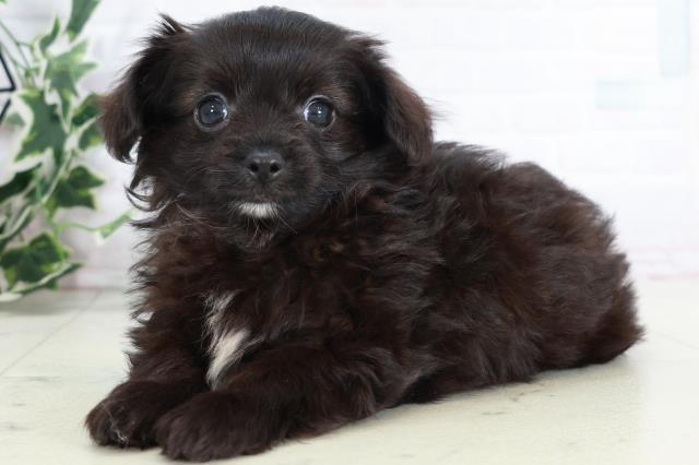 福岡県のチワプー/プーチー(チワワ×プードル) (Coo&RIKU福岡東店/2025年9月1日生まれ/男の子/ブラックホワイト)の子犬の3枚目の画像