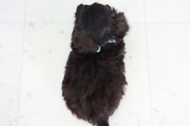 福岡県のチワプー/プーチー(チワワ×プードル) (Coo&RIKU福岡東店/2025年9月1日生まれ/男の子/ブラックホワイト)の子犬の4枚目の画像