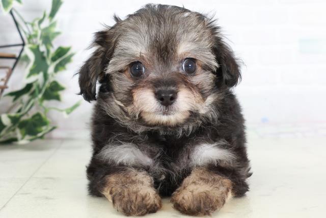 福岡県のチワプー/プーチー(チワワ×プードル) (Coo&RIKUフォレストシティ春日店/2025年9月1日生まれ/男の子/フォーン)の子犬の1枚目の画像