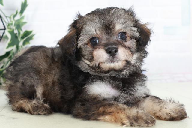 福岡県のチワプー/プーチー(チワワ×プードル) (Coo&RIKUフォレストシティ春日店/2025年9月1日生まれ/男の子/フォーン)の子犬の2枚目の画像