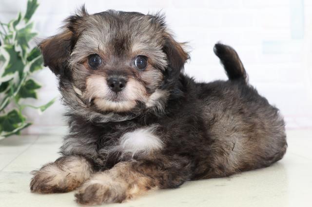 福岡県のチワプー/プーチー(チワワ×プードル) (Coo&RIKUフォレストシティ春日店/2025年9月1日生まれ/男の子/フォーン)の子犬の3枚目の画像