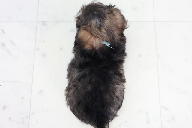 福岡県のチワプー/プーチー(チワワ×プードル) (Coo&RIKUフォレストシティ春日店/2025年9月1日生まれ/男の子/フォーン)の子犬の4枚目の画像