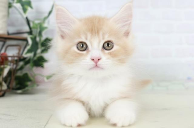 福岡県のメインクーン (Coo&RIKU福岡西店/2025年8月28日生まれ/男の子/クリームホワイト)の子猫の1枚目の画像