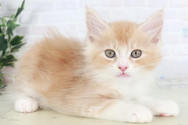 福岡県のメインクーン (Coo&RIKU福岡西店/2025年8月28日生まれ/男の子/クリームホワイト)の子猫の2枚目の画像