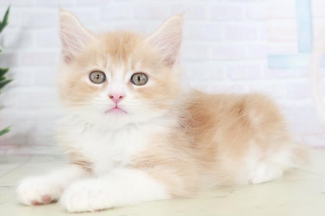 福岡県のメインクーン (Coo&RIKU福岡西店/2025年8月28日生まれ/男の子/クリームホワイト)の子猫の3枚目の画像