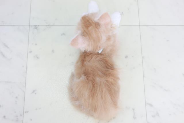 福岡県のメインクーン (Coo&RIKU福岡西店/2025年8月28日生まれ/男の子/クリームホワイト)の子猫の4枚目の画像