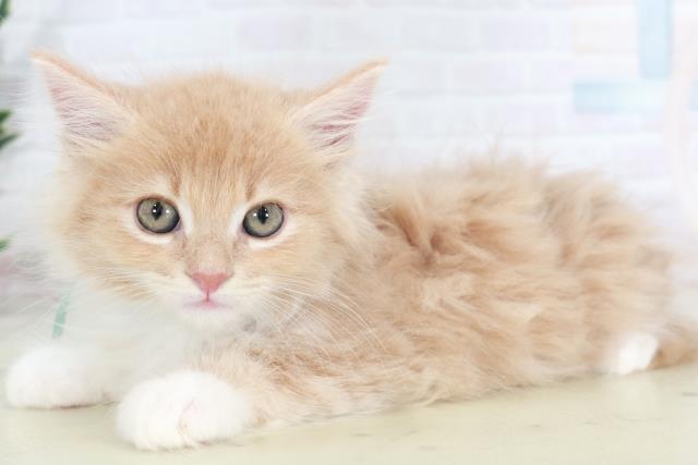 佐賀県のメインクーン (Coo&RIKU佐賀神埼店/2025年8月28日生まれ/男の子/クリームホワイト)の子猫の3枚目の画像