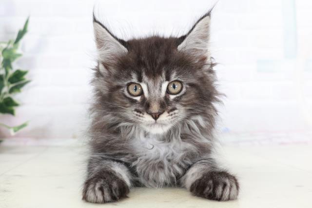 福岡県のメインクーン (Coo&RIKUゆめタウン飯塚店/2025年8月28日生まれ/男の子/ブラックシルバータビー)の子猫の1枚目の画像