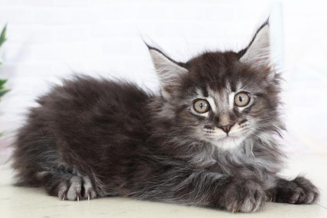 福岡県のメインクーン (Coo&RIKUゆめタウン飯塚店/2025年8月28日生まれ/男の子/ブラックシルバータビー)の子猫の2枚目の画像