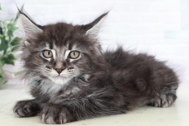 福岡県のメインクーン (Coo&RIKUゆめタウン飯塚店/2025年8月28日生まれ/男の子/ブラックシルバータビー)の子猫の3枚目の画像