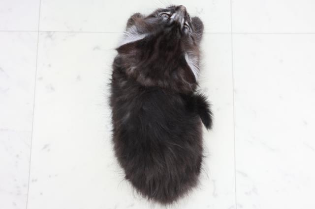 福岡県のメインクーン (Coo&RIKUゆめタウン飯塚店/2025年8月28日生まれ/男の子/ブラックシルバータビー)の子猫の4枚目の画像