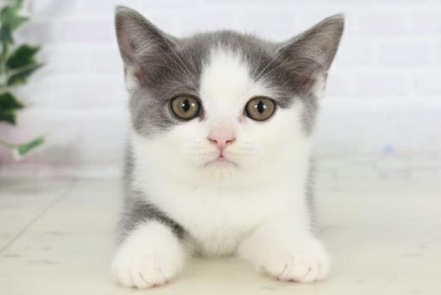 福岡県のブリティッシュショートヘアー (Coo&RIKUフォレストシティ春日店/2025年9月1日生まれ/男の子/ブルーホワイト)の子猫の1枚目の画像