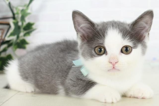 福岡県のブリティッシュショートヘアー (Coo&RIKUフォレストシティ春日店/2025年9月1日生まれ/男の子/ブルーホワイト)の子猫の2枚目の画像