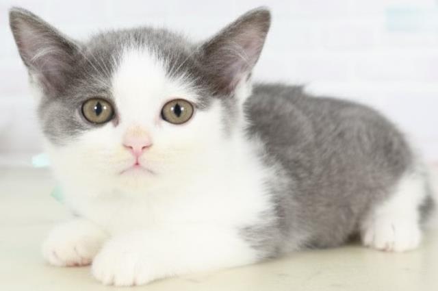 福岡県のブリティッシュショートヘアー (Coo&RIKUフォレストシティ春日店/2025年9月1日生まれ/男の子/ブルーホワイト)の子猫の3枚目の画像