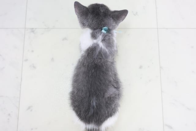 福岡県のブリティッシュショートヘアー (Coo&RIKUフォレストシティ春日店/2025年9月1日生まれ/男の子/ブルーホワイト)の子猫の4枚目の画像