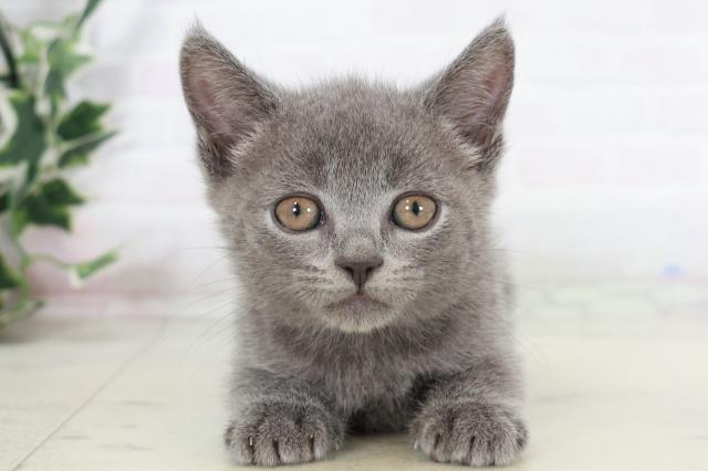 福岡県のブリティッシュショートヘアー (Coo&RIKU黒崎店/2025年9月1日生まれ/男の子/ブルー)の子猫の1枚目の画像