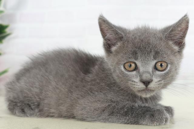 福岡県のブリティッシュショートヘアー (Coo&RIKU黒崎店/2025年9月1日生まれ/男の子/ブルー)の子猫の2枚目の画像