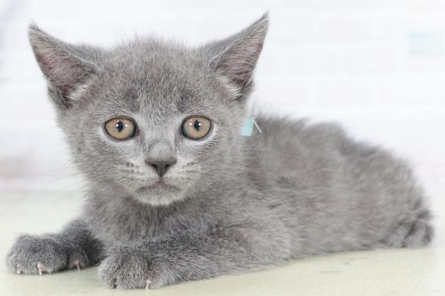 福岡県のブリティッシュショートヘアー (Coo&RIKU黒崎店/2025年9月1日生まれ/男の子/ブルー)の子猫の3枚目の画像