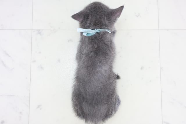 福岡県のブリティッシュショートヘアー (Coo&RIKU黒崎店/2025年9月1日生まれ/男の子/ブルー)の子猫の4枚目の画像