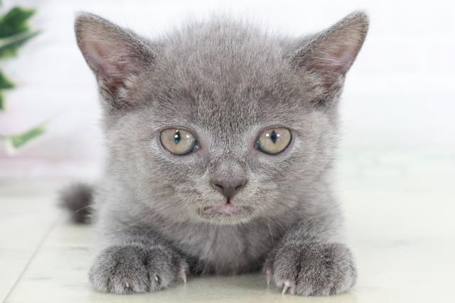 佐賀県のブリティッシュショートヘアー (Coo&RIKU佐賀神埼店/2025年9月1日生まれ/男の子/ブルー)の子猫の1枚目の画像