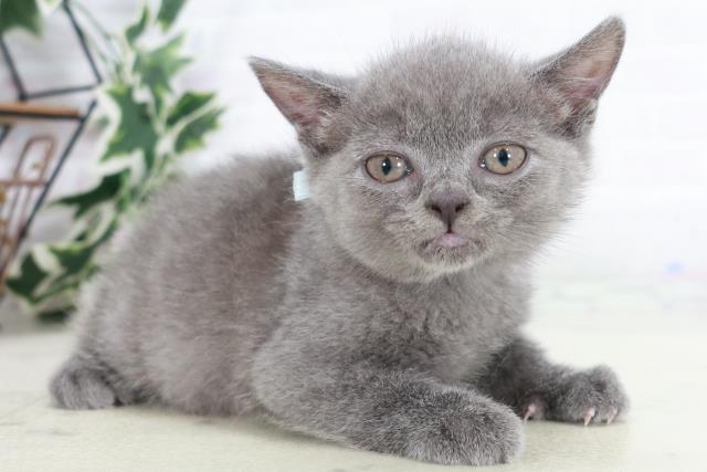 佐賀県のブリティッシュショートヘアー (Coo&RIKU佐賀神埼店/2025年9月1日生まれ/男の子/ブルー)の子猫の2枚目の画像