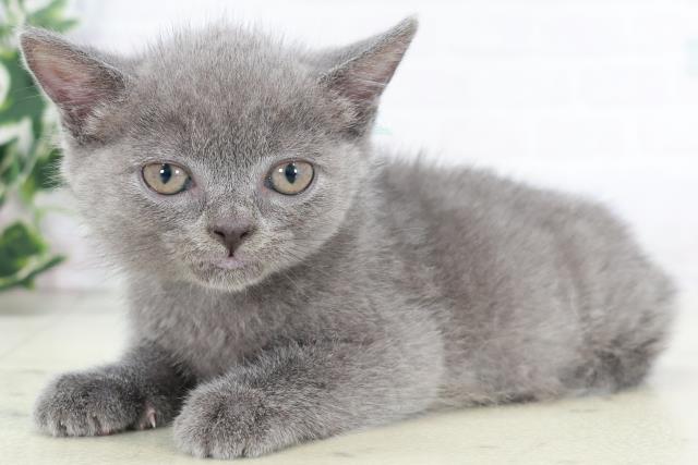 佐賀県のブリティッシュショートヘアー (Coo&RIKU佐賀神埼店/2025年9月1日生まれ/男の子/ブルー)の子猫の3枚目の画像