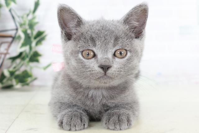 ブリティッシュショートヘアー