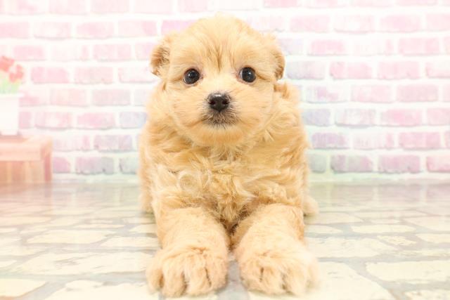 静岡県のポメプー(ポメラニアン×プードル) (Coo&RIKU静岡SBS通り店/2025年9月1日生まれ/男の子/アプリコット)の子犬の1枚目の画像