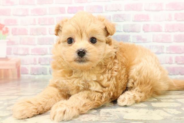 静岡県のポメプー(ポメラニアン×プードル) (Coo&RIKU静岡SBS通り店/2025年9月1日生まれ/男の子/アプリコット)の子犬の2枚目の画像