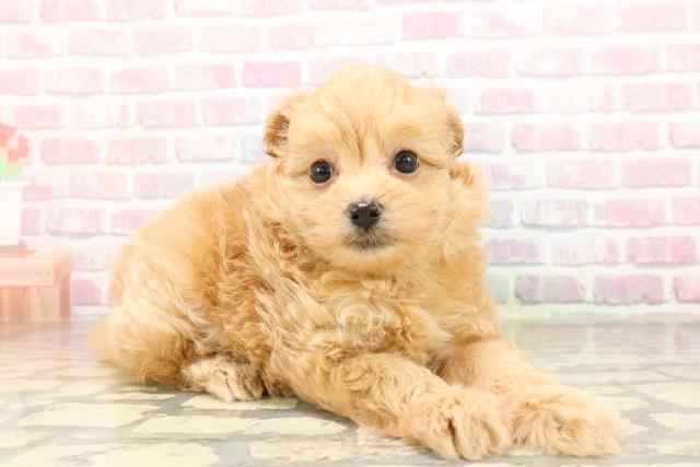 静岡県のポメプー(ポメラニアン×プードル) (Coo&RIKU静岡SBS通り店/2025年9月1日生まれ/男の子/アプリコット)の子犬の3枚目の画像