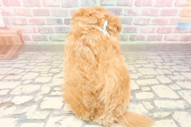 静岡県のポメプー(ポメラニアン×プードル) (Coo&RIKU静岡SBS通り店/2025年9月1日生まれ/男の子/アプリコット)の子犬の4枚目の画像